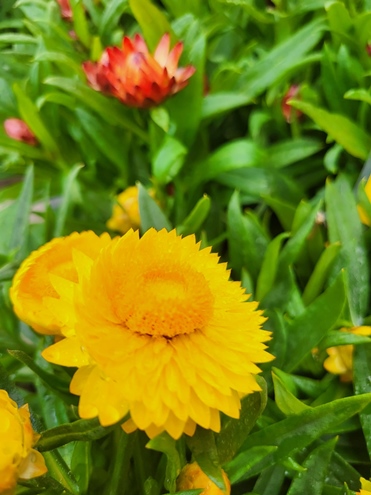 Sommerblumen Hannover